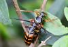 Leptura aurulenta